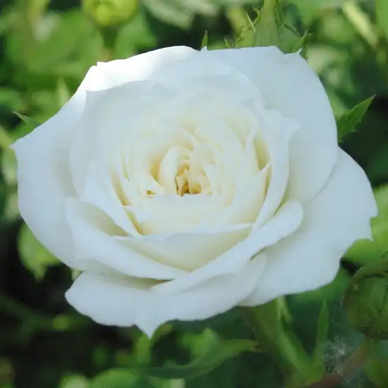 Trandafiri miniaturi / pitici - Trandafiri - Bianco™ - 